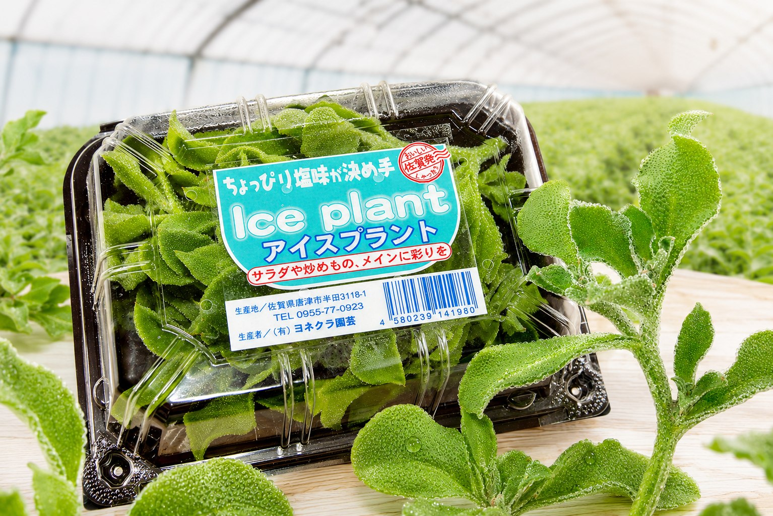 ハウスでのアイスプラントの商品パック